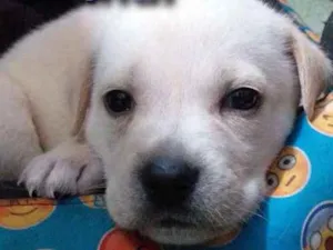 Cachorro raça SRD idade Abaixo de 2 meses nome Filhotes