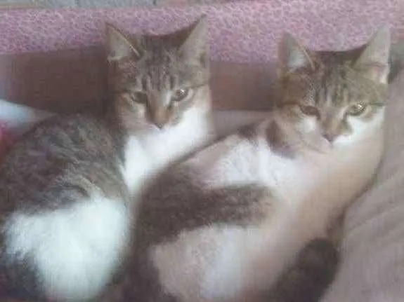 Gato ra a  idade 7 a 11 meses nome Sara e sabrina