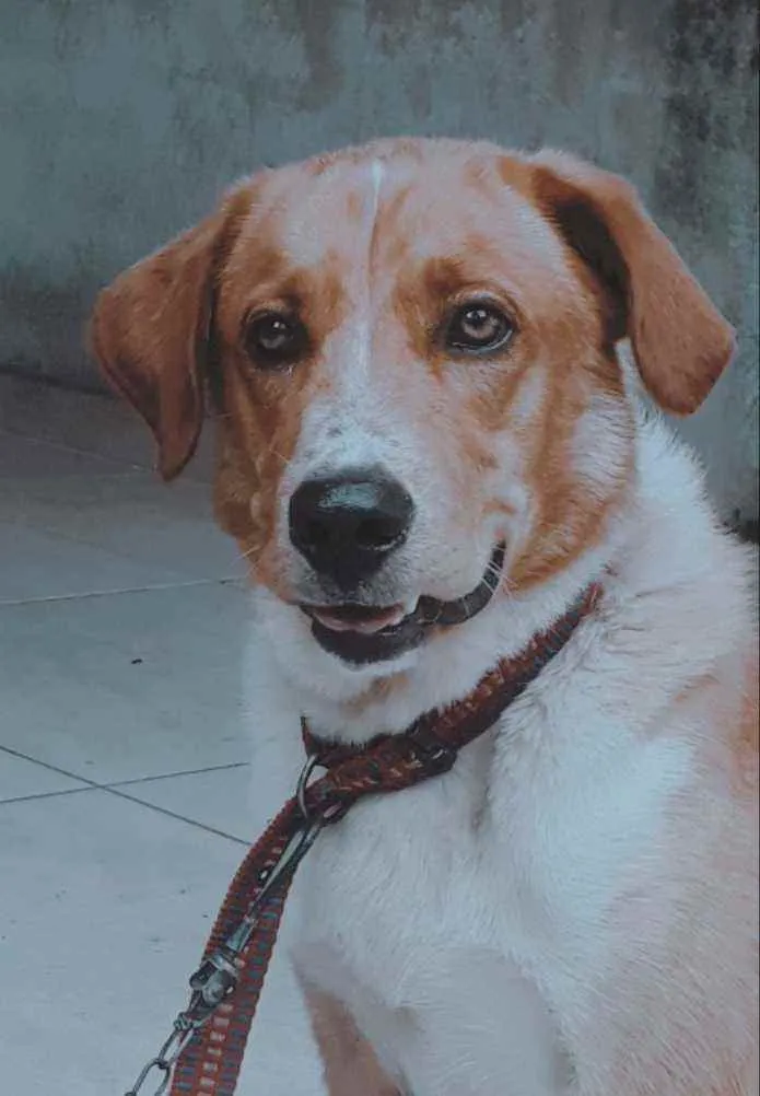 Cachorro ra a Labrador idade 7 a 11 meses nome Hércules