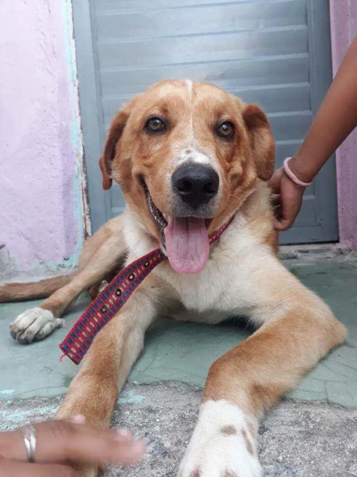 Cachorro ra a Labrador idade 7 a 11 meses nome Hércules