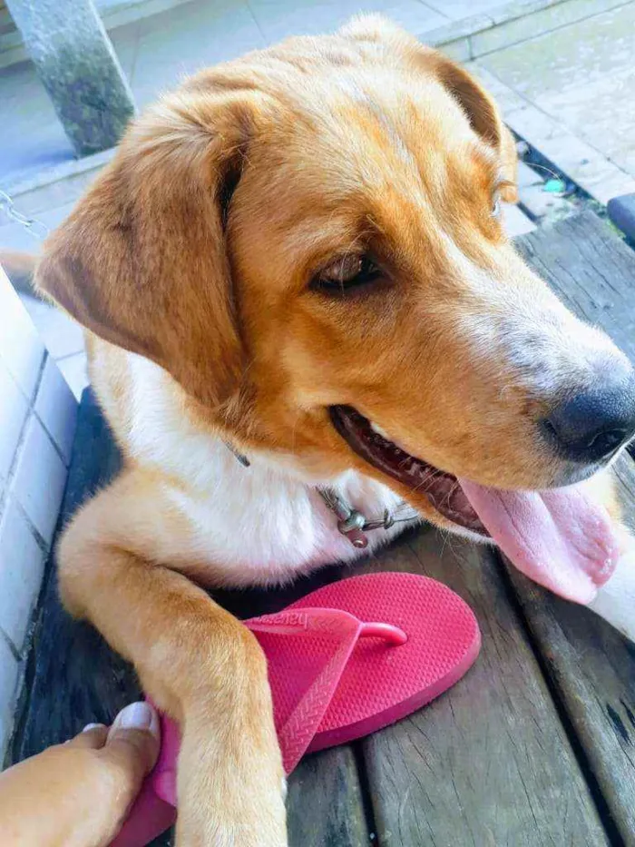 Cachorro ra a Labrador idade 7 a 11 meses nome Hércules