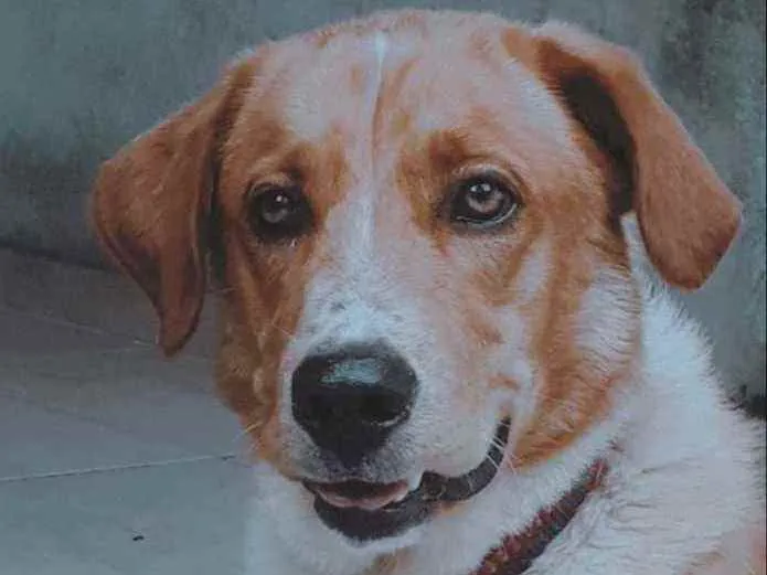 Cachorro ra a Labrador idade 7 a 11 meses nome Hércules