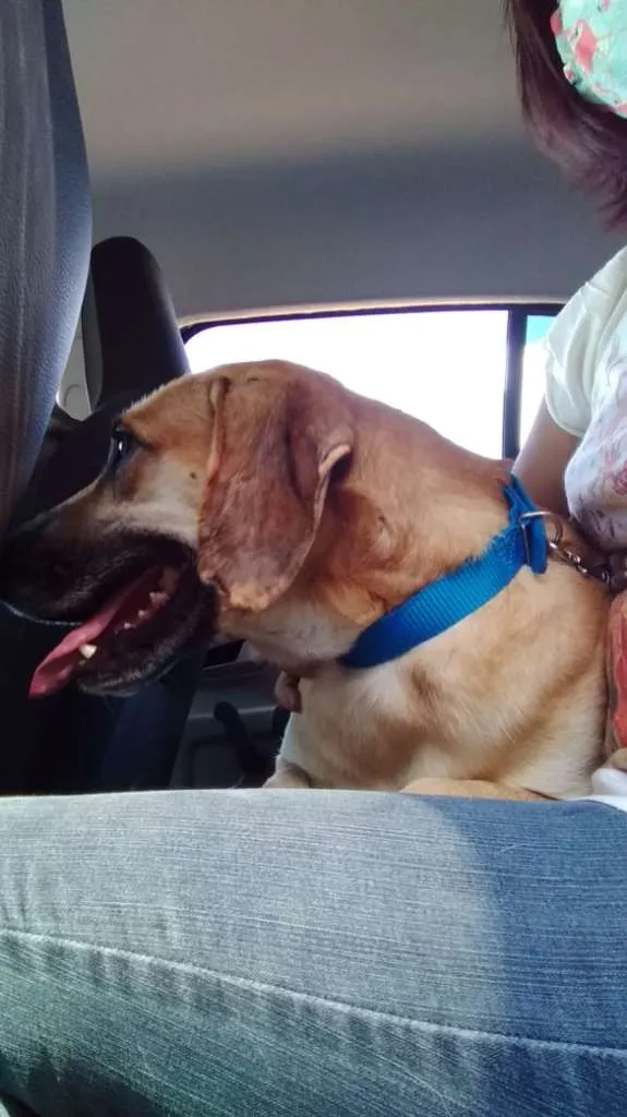 Cachorro ra a SRD idade 3 anos nome Bonito