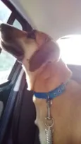 Bonito