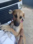 Bonito