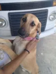 Bonito
