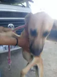 Bonito