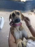 Bonito