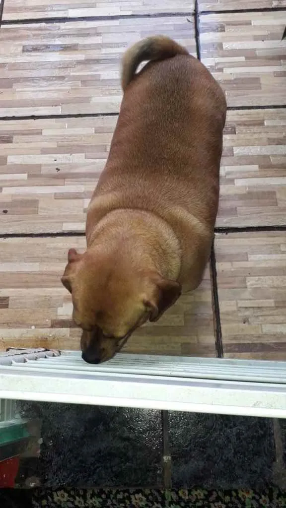 Cachorro ra a Srd tipo salsuchinha  idade 1 ano nome Jade uma fofa linda 