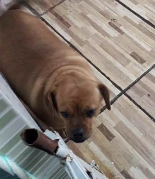 Cachorro ra a Srd tipo salsuchinha  idade 1 ano nome Jade uma fofa linda 