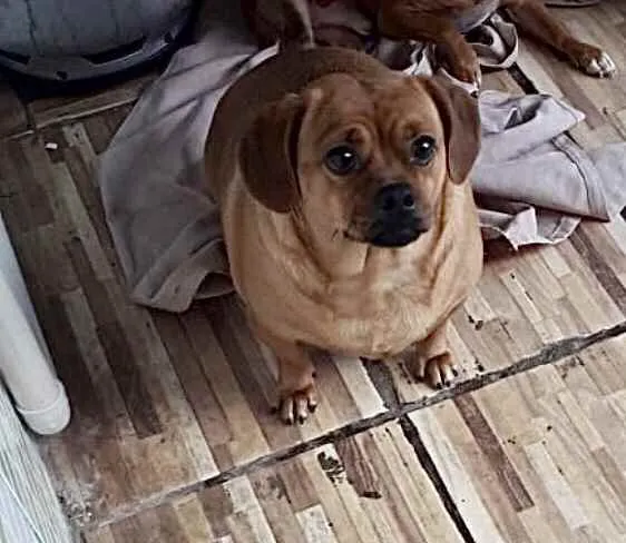 Cachorro ra a Srd tipo salsuchinha  idade 1 ano nome Jade uma fofa linda 