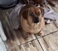 Jade uma fofa linda