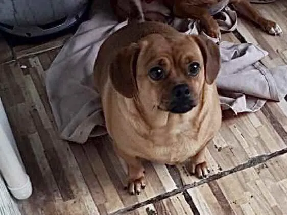 Cachorro ra a Srd tipo salsuchinha  idade 1 ano nome Jade uma fofa linda 
