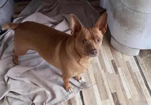 Cachorro ra a pinscher  idade 1 ano nome Nino lindo e fofo 