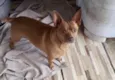 Nino lindo e fofo