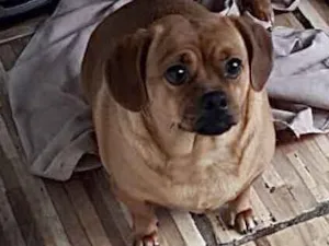 Cachorro raça Srd tipo salsuchinha  idade 1 ano nome Jade uma fofa linda 