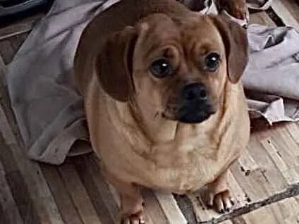 Cachorro ra a Srd tipo salsuchinha  idade 1 ano nome Jade uma fofa linda 