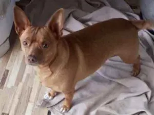 Cachorro raça pinscher  idade 1 ano nome Nino lindo e fofo 