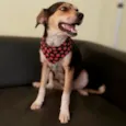 Myra