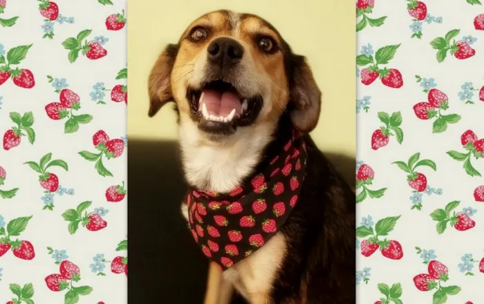 Cachorro ra a srd idade 2 anos nome Myra