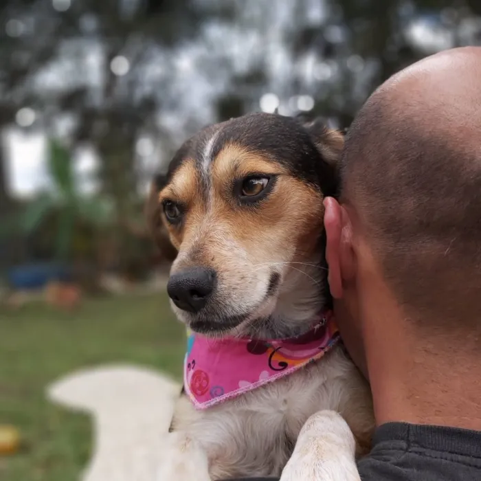 Cachorro ra a srd idade 2 anos nome Myra