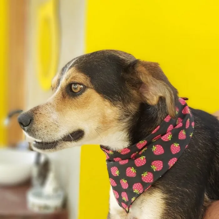 Cachorro ra a srd idade 2 anos nome Myra