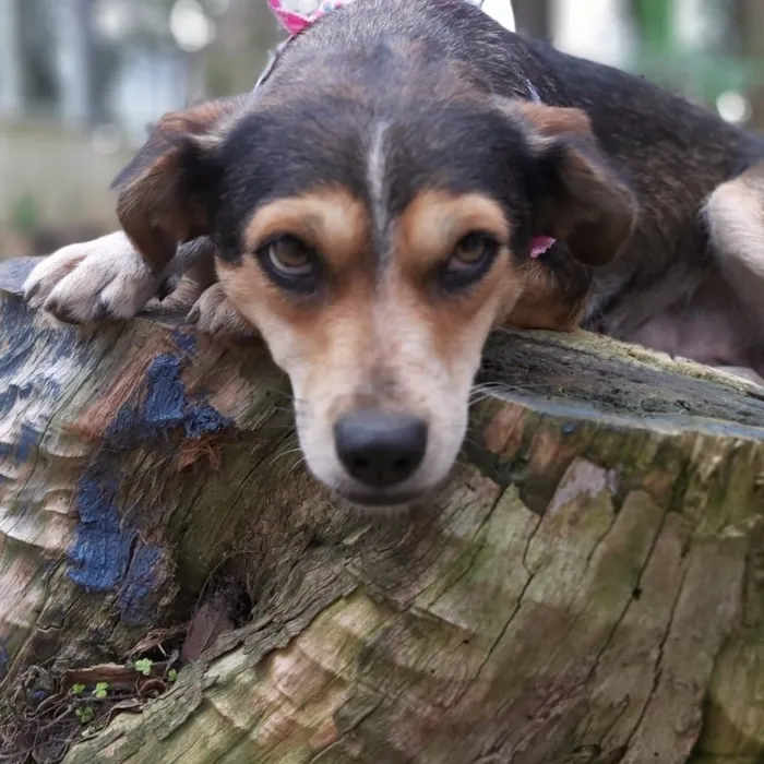 Cachorro ra a srd idade 2 anos nome Myra