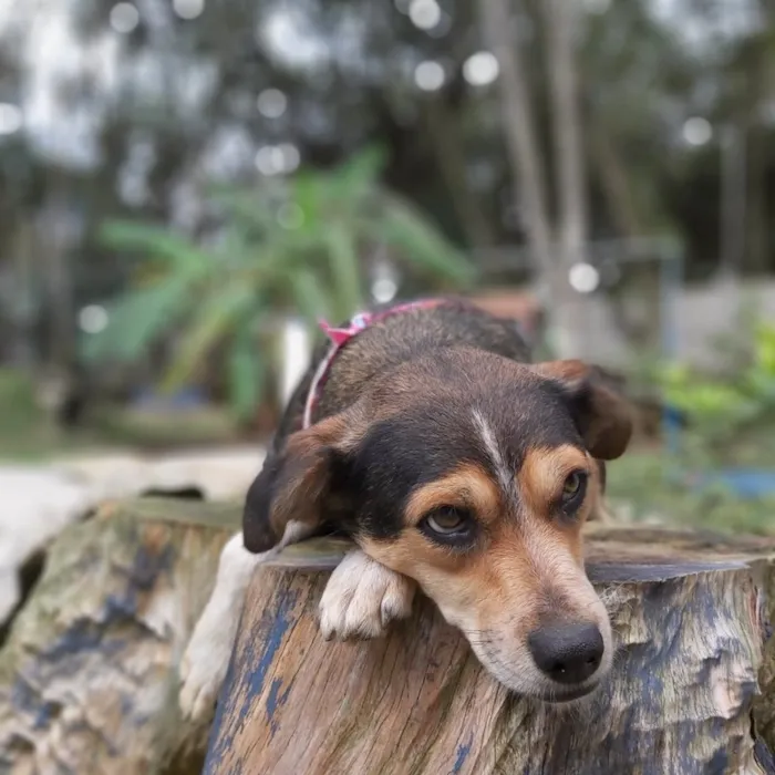 Cachorro ra a srd idade 2 anos nome Myra