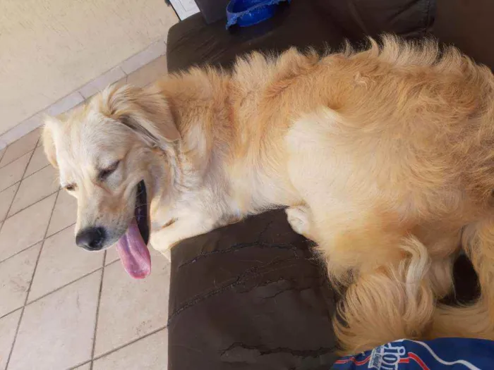Cachorro ra a SRD idade 7 a 11 meses nome Milla