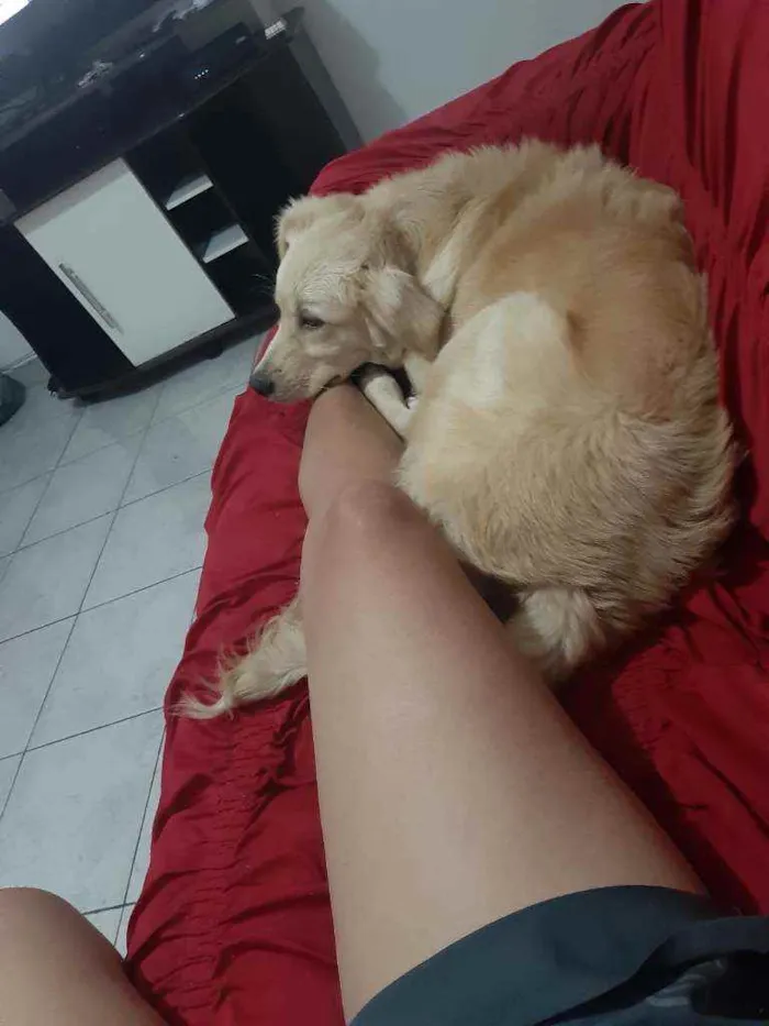 Cachorro ra a SRD idade 7 a 11 meses nome Milla