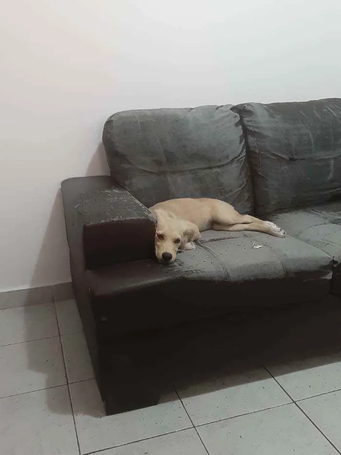 Cachorro ra a SRD idade 7 a 11 meses nome Milla