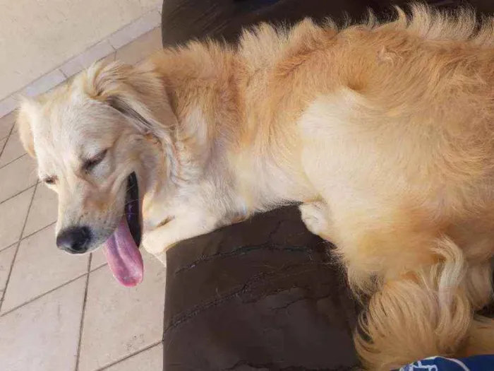Cachorro ra a SRD idade 7 a 11 meses nome Milla