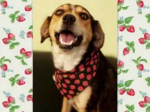 Cachorro raça srd idade 2 anos nome Myra