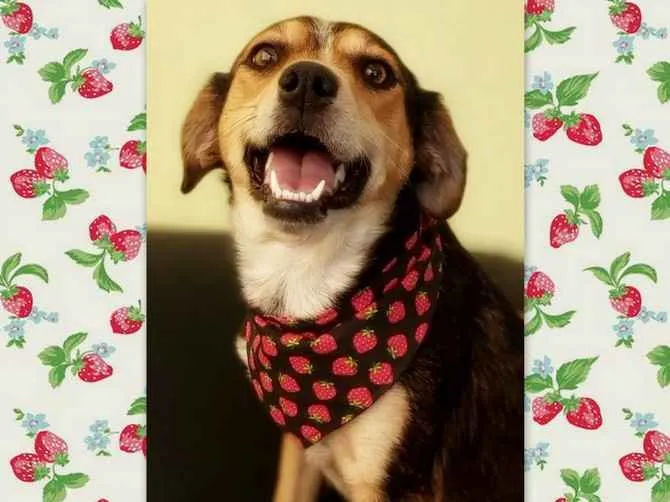 Cachorro ra a srd idade 2 anos nome Myra
