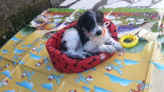 Cachorro ra a Pai poodle e mãe vira lata idade Abaixo de 2 meses nome Lindinha
