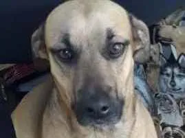 Cachorro raça Não definida idade 3 anos nome Jack