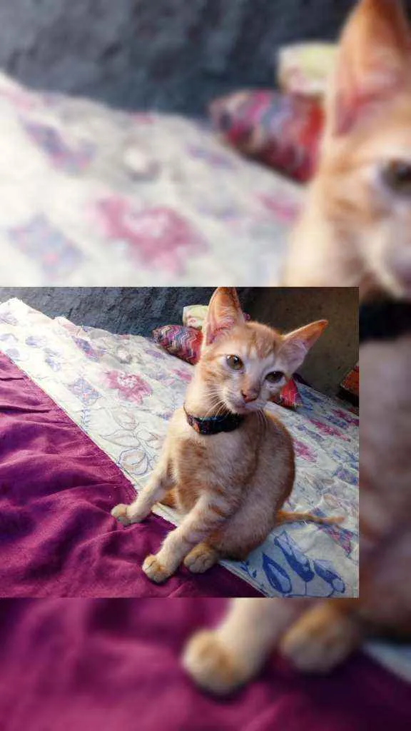 Gato raça Srd idade 2 a 6 meses nome Galego