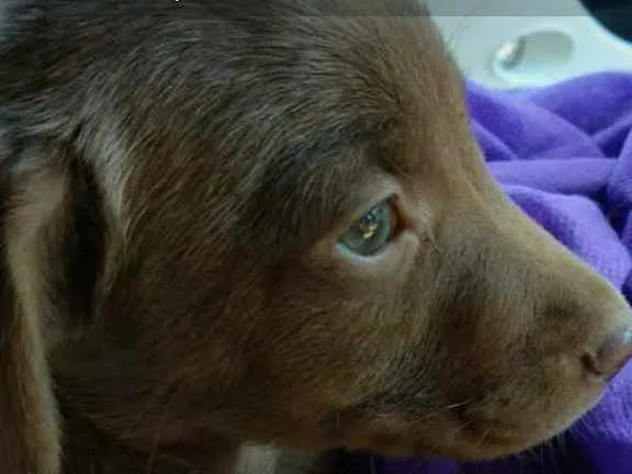 Cachorro ra a Indefinida idade 2 a 6 meses nome Sem nome