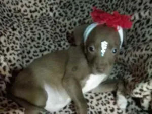 Cachorro raça Indefinida idade 2 a 6 meses nome Sem nome