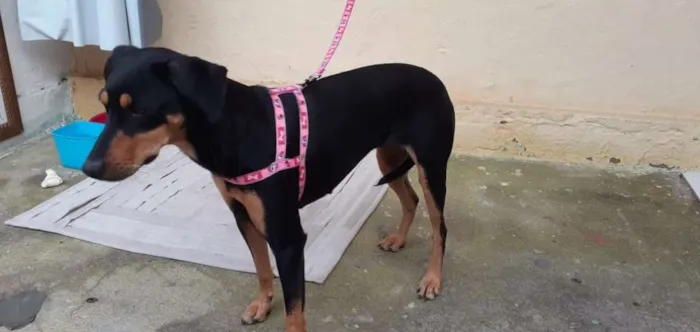 Cachorro ra a vira-lata idade 1 ano nome neguinha
