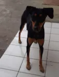 neguinha