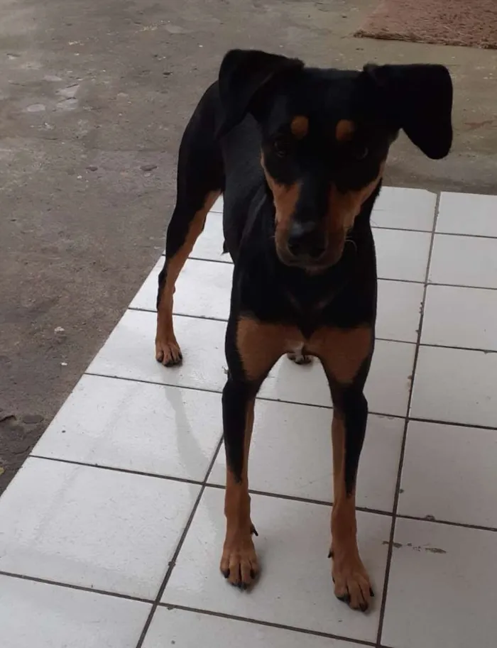 Cachorro ra a vira-lata idade 1 ano nome neguinha