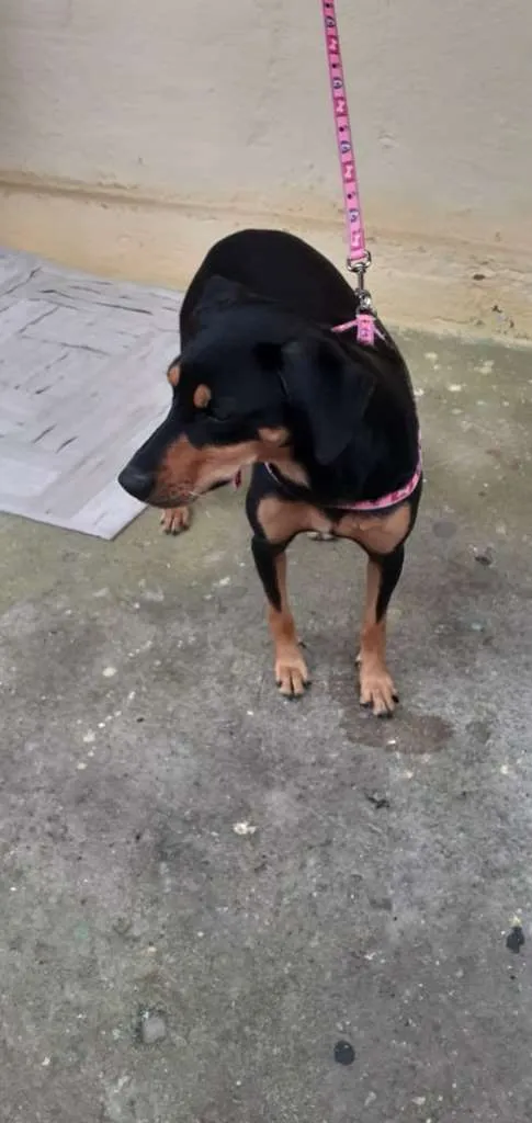 Cachorro ra a vira-lata idade 1 ano nome neguinha
