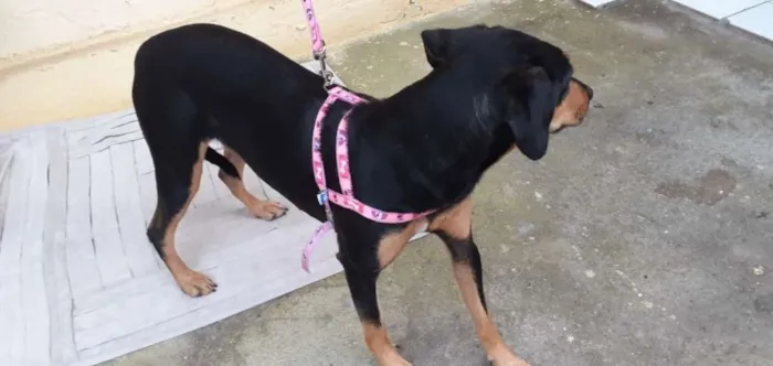 Cachorro ra a vira-lata idade 1 ano nome neguinha