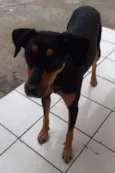 neguinha