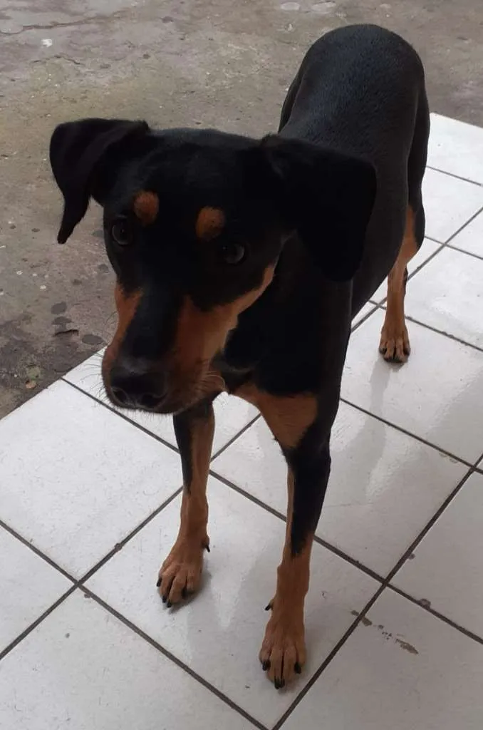 Cachorro ra a vira-lata idade 1 ano nome neguinha