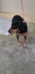 neguinha