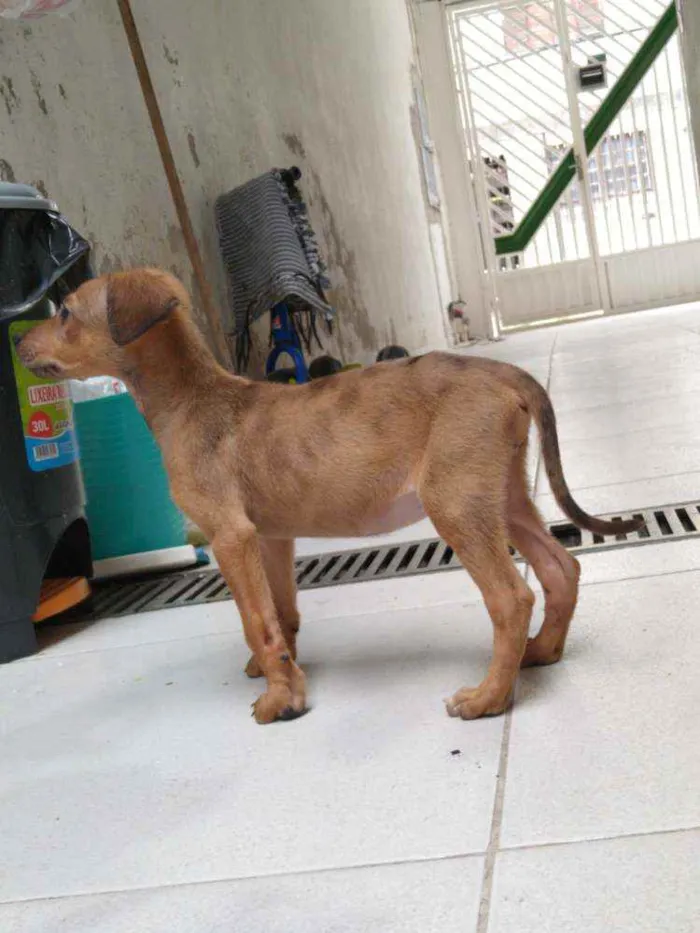 Cachorro ra a SDR idade 2 a 6 meses nome Não tem nome