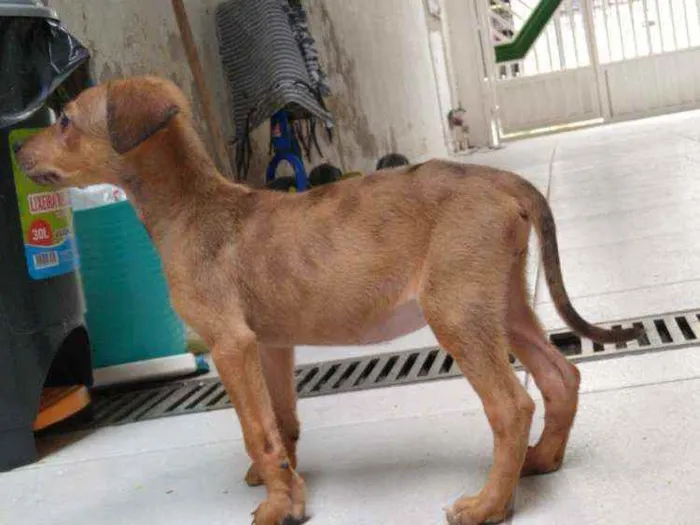 Cachorro ra a SDR idade 2 a 6 meses nome Não tem nome
