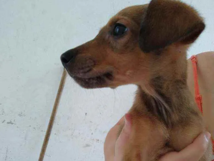 Cachorro ra a SDR idade 2 a 6 meses nome Não tem nome